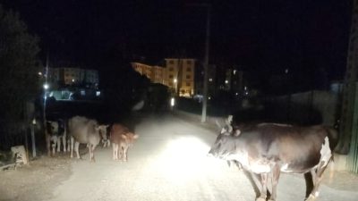 Bursa'nın Orhangazi ilçesinde sürüler halinde yollarda gezen büyükbaş hayvanlar özellikle
