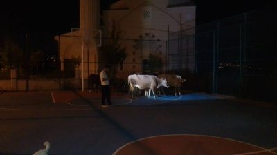 Bursa'nın Orhangazi ilçesi 4. etap TOKİ konutları bölgesinde sürüler halinde