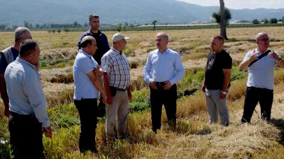 Bursa’nın Orhangazi ilçesinde ovada çeltik hasadına başlandı. Orhangazi Kaymakamı Zafer