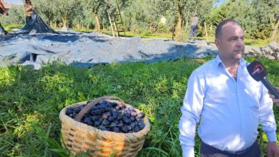 Hasadına devam edilen zeytin için Pazartesi günü itibariyle ürün alımlarına