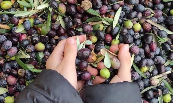 Yaklaşan zeytin hasadı öncesi