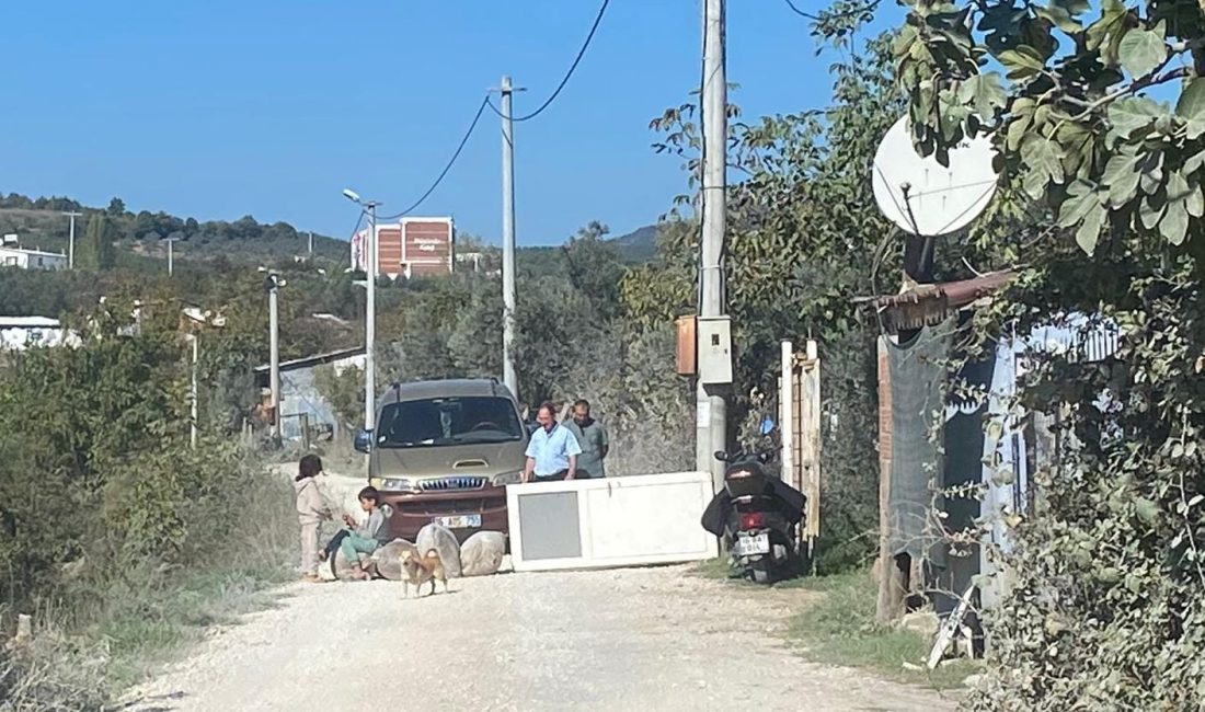 Bursa'nın Orhangazi ilçesinde daha