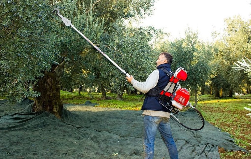 Yaklaşan zeytin hasadı öncesi