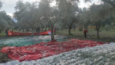 Bursa bölgesinde son 2 haftada yaşanan sağanak yağışlar hasadına şu