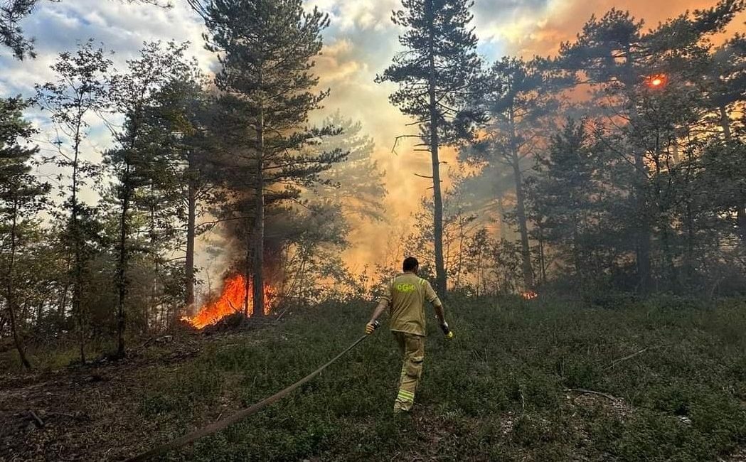 Bursa'nın Kestel ilçesinde ormanlık