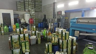 Türkiye'nin en kaliteli sofralık zeytinini üreten Bursa'da zeytinyağı fabrikaları yeni