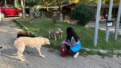 Orhangazi Belediyesi Mavi Yelekliler Ekibi sokak hayvanlarını unutmadı. Genç belediye