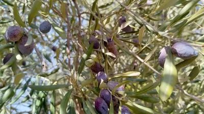 Zeytinde hasat sezonu devam ederken, zeytinin gelişim sürecinde mevsimsel kuraklık