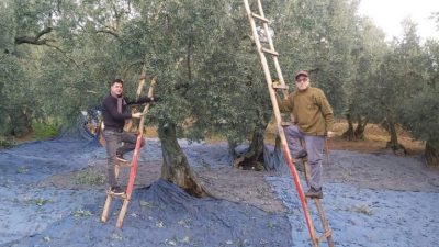 Bursa'da Orhangazi ilçe tarım müdürlüğü tarafından,  hasadına devam edilen zeytini