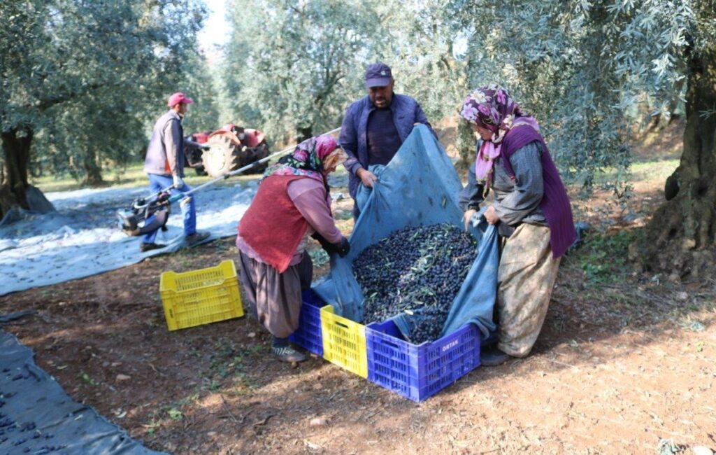 Zeytin hasat sezonunun başlaması