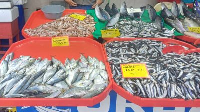 Bursa’da hafta sonu denizlere açılan balıkçıların kıyıya getirdiği balıklar yeni