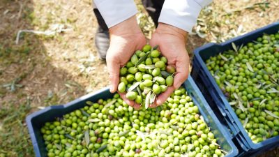 Orhangazi, 46. Zeytin Festivali’ne gün sayıyor. Bu yıl 11 Kasım