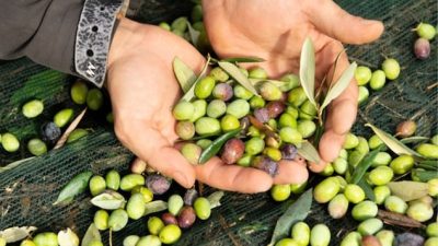 Bursa'nın Gemlik ilçesinde zeytin üreticileri, zeytin sineğinin 4. dölüne karşı