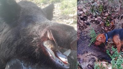 Bursa'nın Orhangazi ilçesinde  domuz avına çıkan avcılar, dağlık bir bölgede 