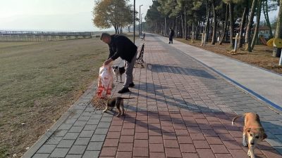 Orhangazi Belediyesi, yağmur ve kış aylarında sokak hayvanlarının yaşam şartlarını