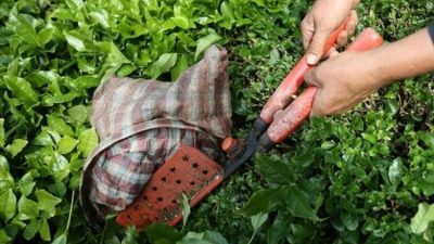 Türkiye'den ocak-kasım döneminde yapılan çay ihracatından sağlanan gelir 22 milyon