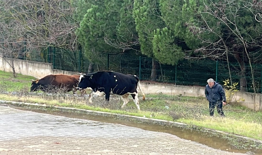 Bursa'nın Orhangazi ilçesinde bulunan