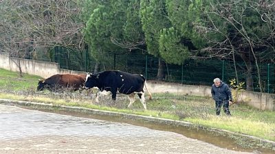 Bursa'nın Orhangazi ilçesinde bulunan şehir mezarlığında daha öncede  gündeme gelen