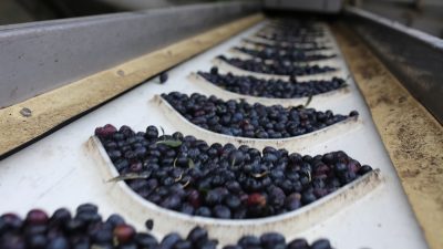 Hasadına ilk olarak Ekim ayında başlanan ve son yılların rekolte