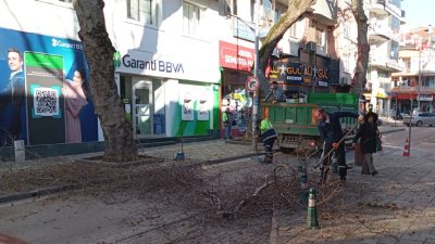 Bursa'nın Orhangazi ilçesinde ana caddeler üzerinde bulunan ağaçların uzayan dalları