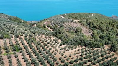 Bursa'da İznik gölüne sınırı olan zeytinlik tarlaları Bursa Kültür Varlıklarını
