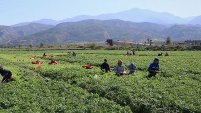 Çalışma ve Sosyal Güvenlik Bakanlığınca mevsimlik tarım işçilerinin çalışma ve