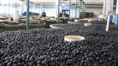 Türkiye'den geçen yıl yaklaşık 60 milyon dolarlık siyah ve yeşil