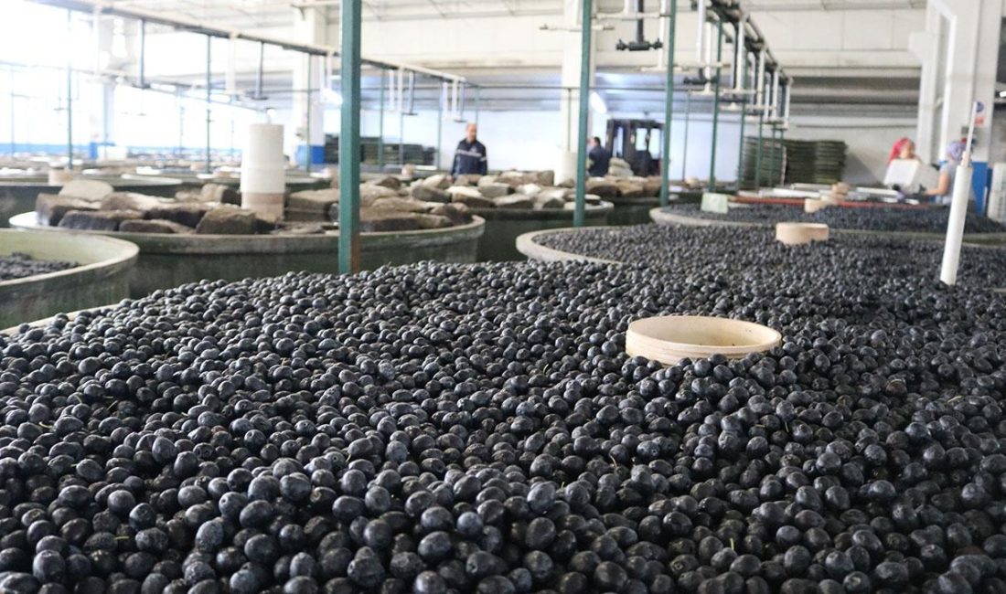 Ekim ayı ile birlikte üye ortaklarından zeytin alımlarına başlayan Türkiye’nin