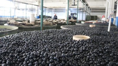 Ekim ayı ile birlikte üye ortaklarından zeytin alımlarına başlayan Türkiye’nin