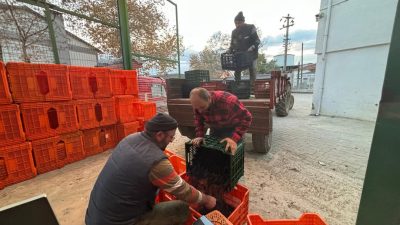 Bursa'da Kasım ayından bu yana üreticiden zeytin alımı yapan Tarım