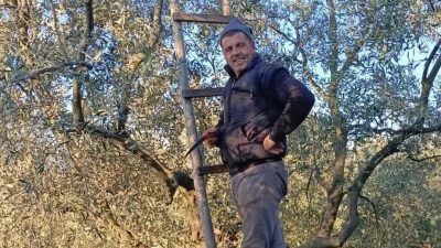 Bursa'nın en büyük tarımsal geçim kaynaklarından olan zeytin hasadında son