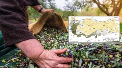 Türkiye'de TÜİK araştırmasına göre 2024 yılının en çok sofralık zeytin