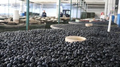 2024 – 2025 zeytin hasat sezonunda ürün alımlarına yeni yıl