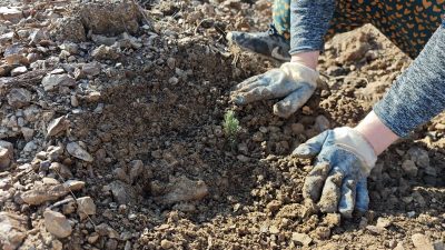 Bursa Orman Bölge Müdürlüğü tarafından, Bursa'nın çeşitli bölgelerinde devam eden