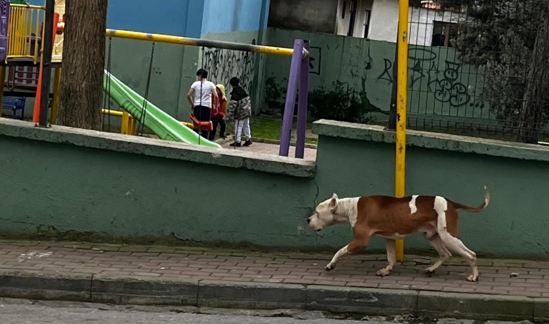 Geçtiğimiz günlerde Hakkari’de köpeklerin saldırdığı 12 yaşındaki çocuğun hayatını kaybetmesiyle