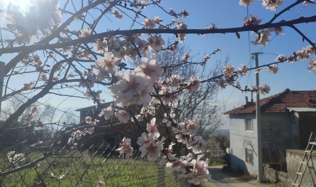 Bursa'nın Orhangazi ilçesinde bir evin bahçesinde bulunan badem ağacı kış