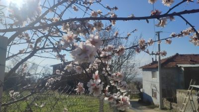 Bursa'nın Orhangazi ilçesinde bir evin bahçesinde bulunan badem ağacı kış