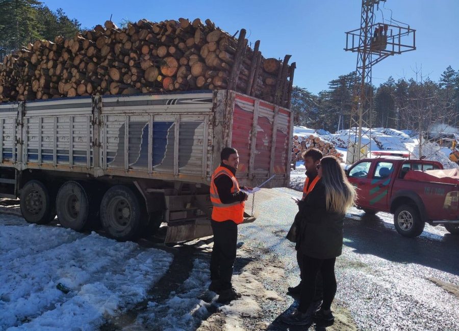 Bursa'da orman suçu ve