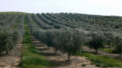Türkiye'de Ulusal Zeytin ve Zeytinyağı Konseyi'nin raporlarına göre, 2024 yılı