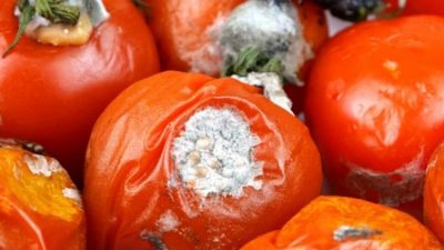 Yeni tehlikenin adı virüslü domates. Son 45 gün içinde 6