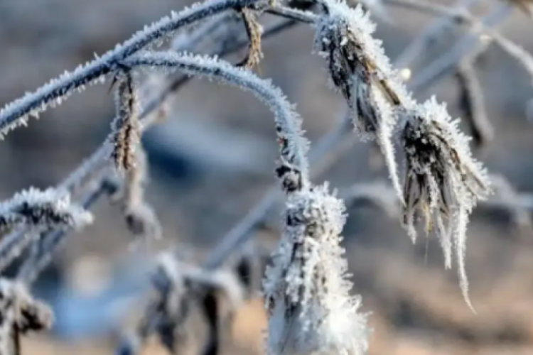 Adana, Hatay ve Antalya gibi birçok ili vuran zirai don