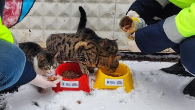 Bursa’da kar yağışı ile birlikte yiyecek bulma sıkıntısı çeken sokak