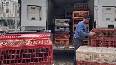 Bursa'nın Orhangazi ilçesinde Ziraat odası tarafından çiftçilere destek olmak ve
