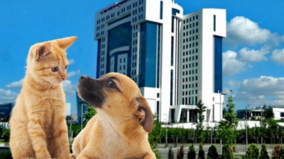 Tarım ve Orman Bakanlığı tarafından yapılan düzenlemeyle çiplendirme süresi uzatıldı.