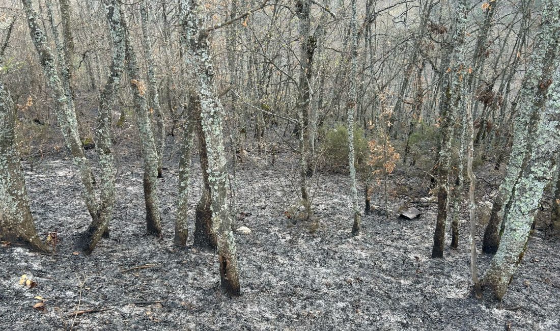 Bursa'nın İznik ilçesinde bugün ormanlık alanda çıkan yangın, orman ekiplerinin