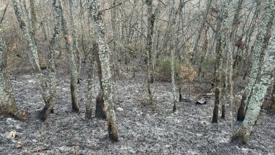 Bursa'nın İznik ilçesinde bugün ormanlık alanda çıkan yangın, orman ekiplerinin