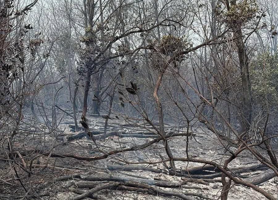 Yalova'nın Çınarcık ilçesi Şenköy Köyüstü Mevkii'nde çıkan orman yangını, ekiplerin