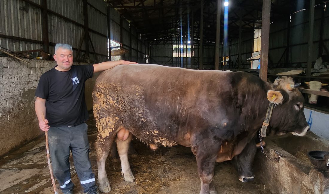 Bursa’nın Orhangazi ilçesinde bir üreticinin yetiştirdiği 1 ton 200  kilogram