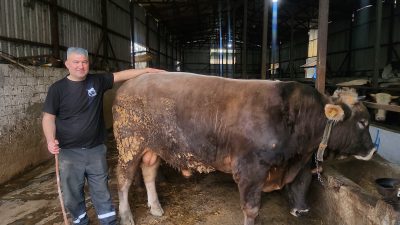 Bursa’nın Orhangazi ilçesinde bir üreticinin yetiştirdiği 1 ton 200  kilogram