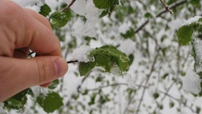 Bursa'da soğuk hava ve sonrasında yaşanan don meyve ağaçlarını yaktı.